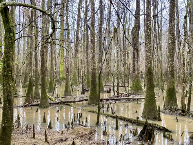 Moss-covered Tupelo trees