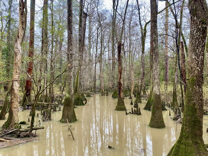 Swamp with moss-covered Tupelo trees