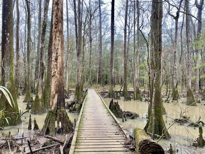 Boardwalk crosses another swampy creek