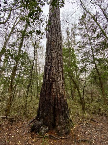 Old-growth Loblolly Pine