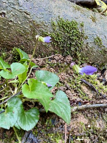 Violet wildflower