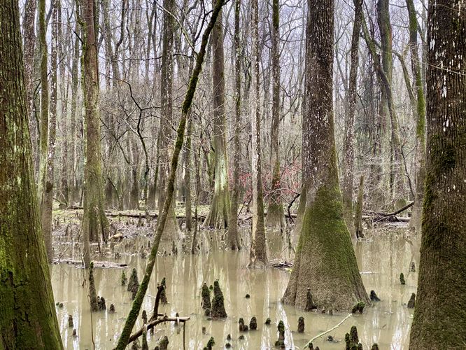 Bald Cypress and Tupelos in the swamp