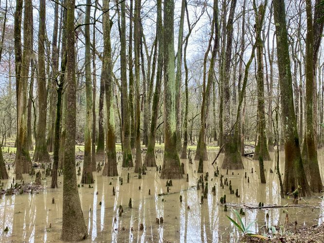 Scenic Bald Cypress roots and Tupelo trees