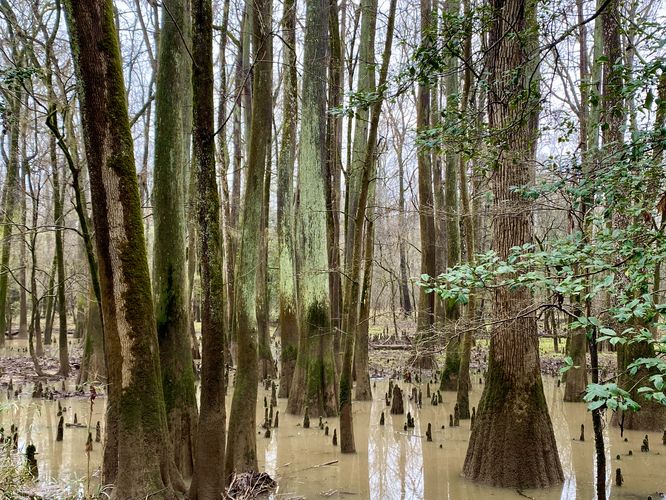 Scenic Bald Cypress roots and Tupelo trees