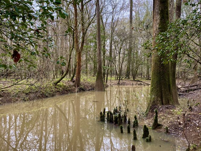 Scenic Bald Cypress roots jutting out of Cedar Creek