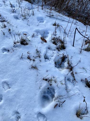 Bear tracks in the snow