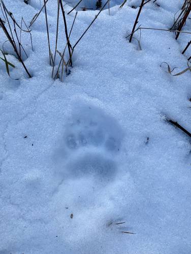 Black bear tracks in the snow