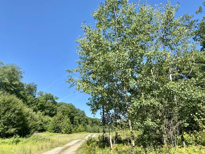 Aspen trees (right side of trail)