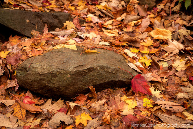 Picture 6 of White Oak Canyon Cedar Run Hike 110115
