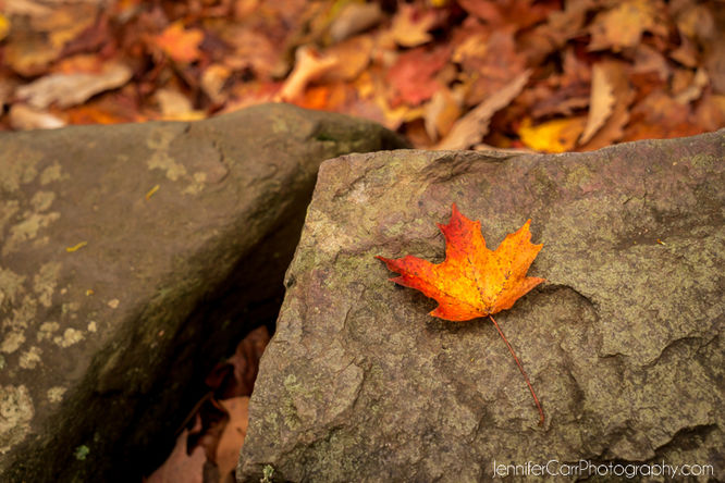 Picture 7 of White Oak Canyon Cedar Run Hike 110115