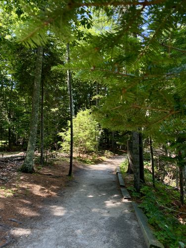 Peaceful forest trail along the ocean