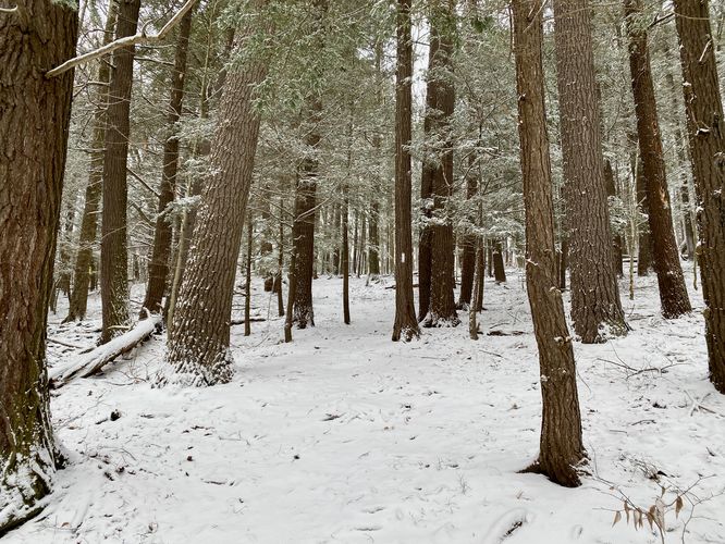 Beautiful hemlock forest along the White Loop