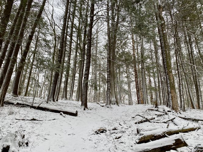 Beautiful hemlock forest along the White Loop