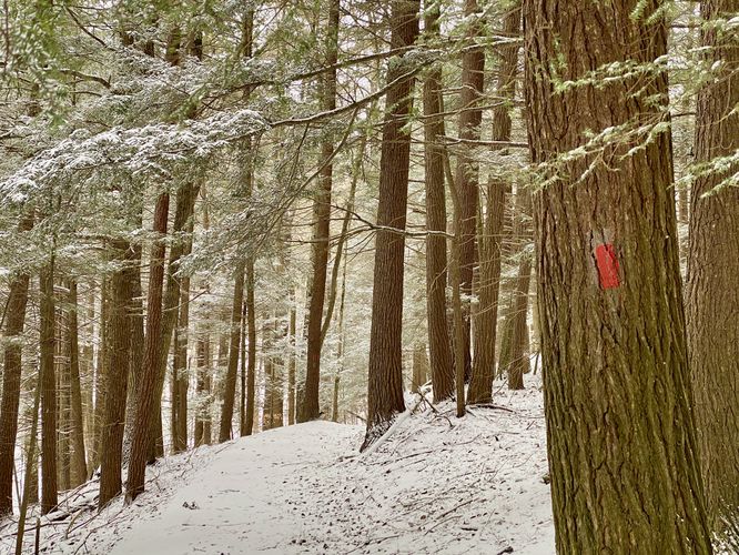 Hiking down the Red Trail at Stevenson Forest Preserve