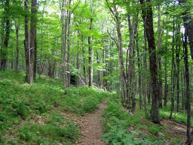 Picture 35 of Wilbur Ridge and Pine Mountain 070614