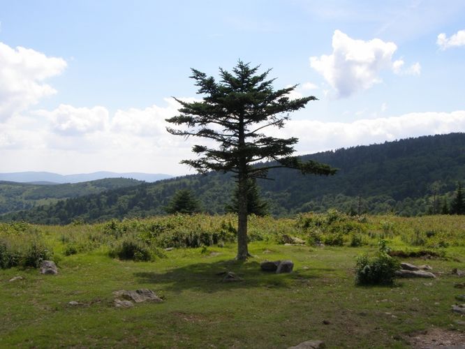 Picture 81 of Wilbur Ridge and Pine Mountain 070614