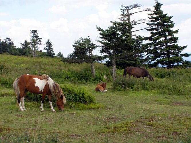 Picture 87 of Wilbur Ridge and Pine Mountain 070614