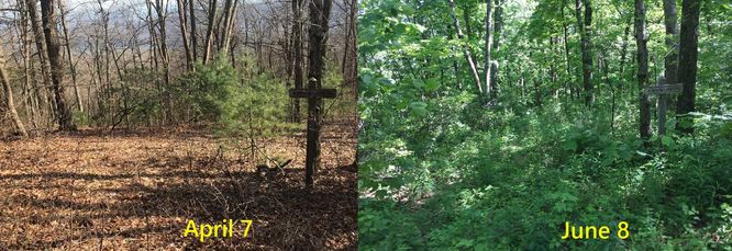 Picture 2 of Wild Oak Trail 060120