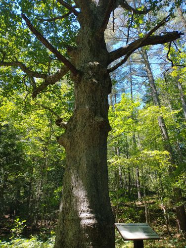 An ancient oak and information placard