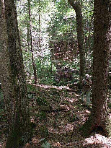 The trail becomes more narrow as it follows alongside the stream
