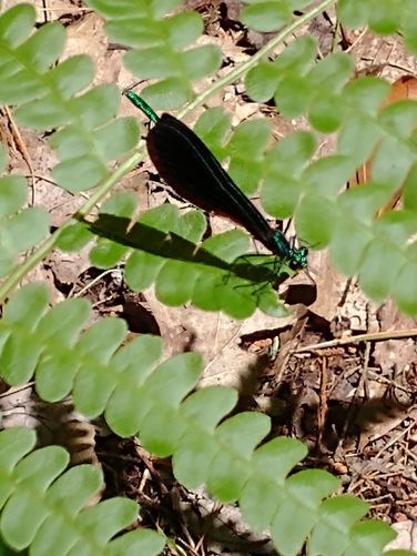 Ebony Jewelwing Damselfly
