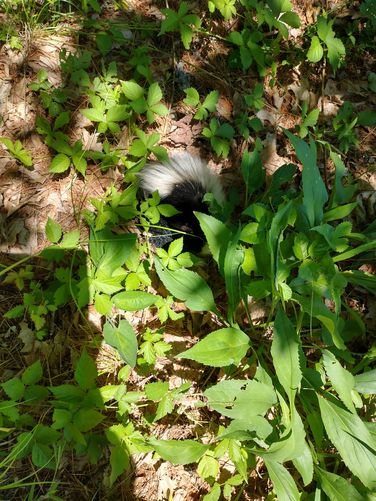 Baby Skunk sleeping in the grass