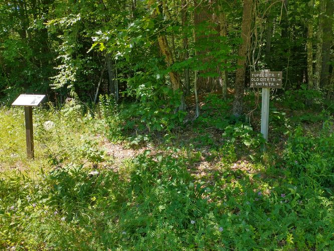 The baby skunk is asleep in this area between the two posts.... Could you  see it?  Would your off leash dog find it before you could stop it?