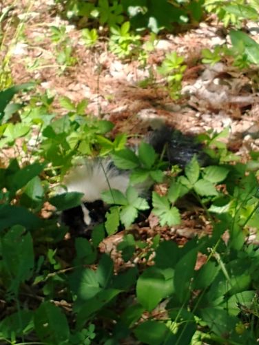 Snoozing baby Skunk