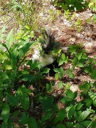 I woke the baby skunk and it showed me its tail skills