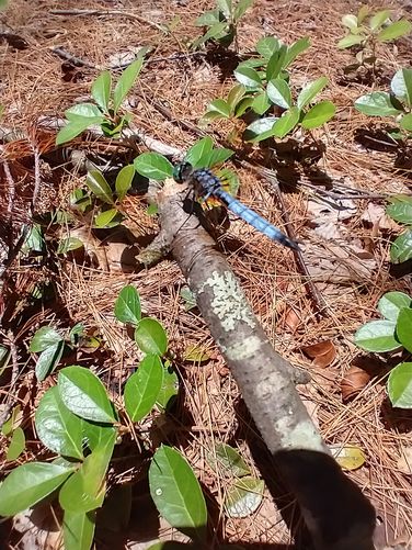 Blue Dasher Dragonfly