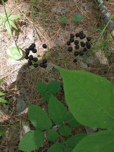 Sarsaparilla Berries 