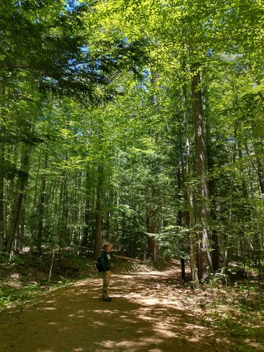The mixed forest is a perfect bird habitat