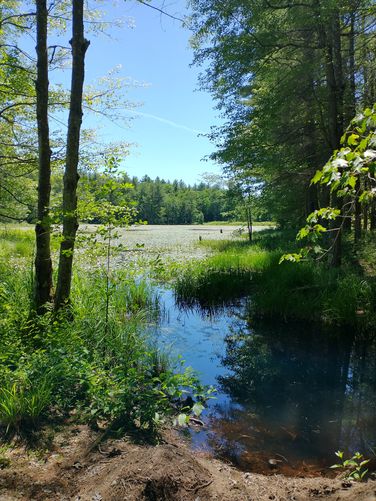 A beautiful view of the pond