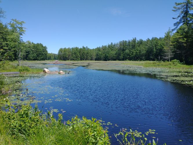 Default image for Wildlife Pond Loop (BBA Hollis), a 4.0-mile trail in Hollis, NH (US)