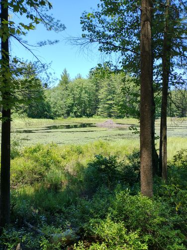 The Wildlife Pond is beautiful from any angle