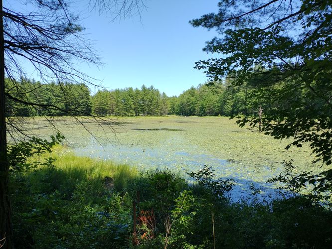 The Wildlife Pond full of water lillies