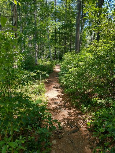 Mountain Laurel and blueberry bushes flank either side of the trail