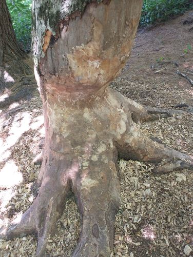 A beaver has been hard at work