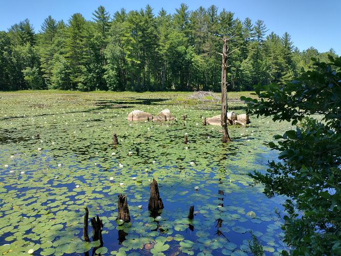 A beaver hut in the distance and evidence of trees that once were