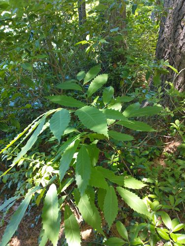American Chestnut sappling