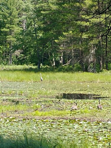 Heron hunting in the pond with two Canada Geese watching 