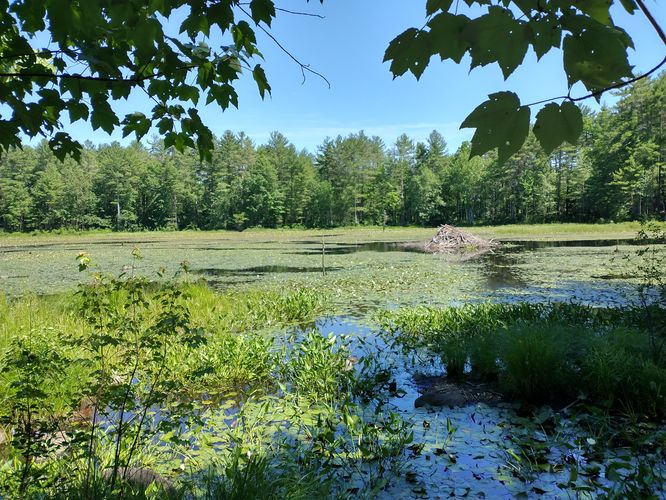 View of the Pond from the bridge