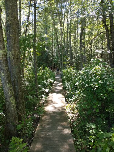 Boardwalk from bridge to forest