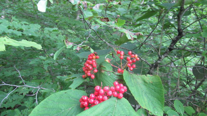 Close up of berries
