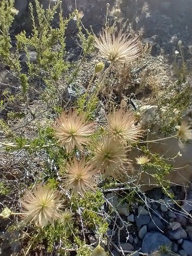Apache Plume
