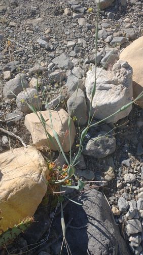 Desert Trumpet