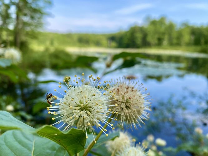 Buttonpush wildflowers