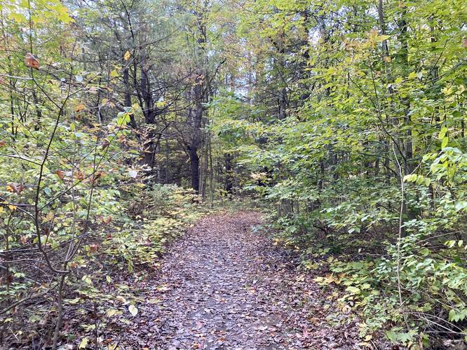 White blazed trail at Wolf Creek Falls Preserve