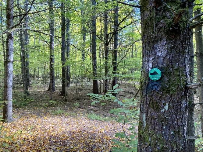 Hiking the Green Trail (Wolf Creek Falls Preserve)