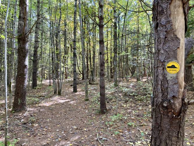 Yellow Trail (Wolf Creek Falls Preserve)